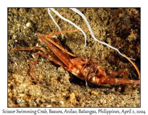 Scissor Swimming Crab @ night