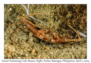 1129#0220 Lupocyclus sp 1 - Scissor Swimming Crab, Basura, Night, Anilao, Batangas, Philippines, Apr 2, 2004