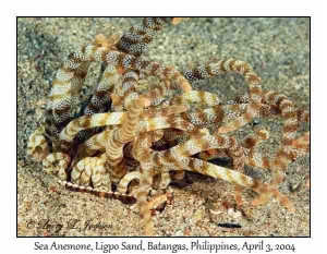 Armed Sea Anemone & Harlequin Swimming Crab