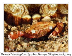 Harlequin Swimming Crab under Armed Sea Anemone