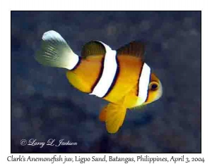 Clark's Anemonefish juvenile