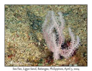 Sea Fan