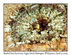 Beaded Sea Anemone & Clark's Anemonefish juvenile