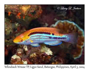 Yellowback Wrasse, terminal phase