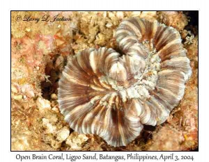 Open Brain Coral