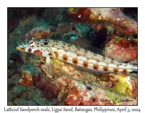 Latticed Sandperch male