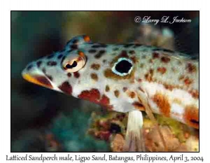 Latticed Sandperch male