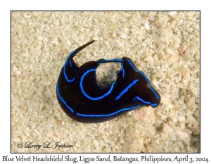 Blue Velvet Headshield Slug