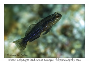 1130#0062 Asterropteryx ensifera - Bluedot Goby, Ligpo Sand, Anilao, Batangas, Philippines, Apr 3, 2004