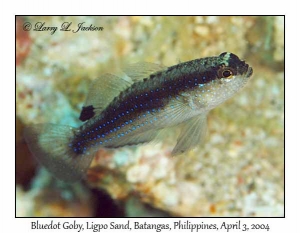 Bluedot Goby