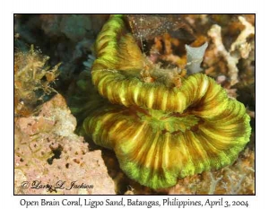 Open Brain Coral