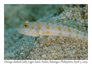 1130#0071 Valenciennea puellaris - Orange-dashed Goby, Ligpo Sand, Anilao, Batangas, Philippines, Apr 3, 2004