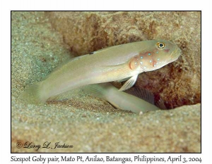 Sixspot Goby pair