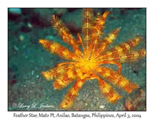 Feather Star