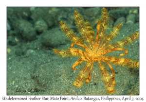 1131#0091 Stephanometra sp - Undetermined Feather Star, Mato Pt, Anilao, Batangas, Philippines, Apr 3, 2004