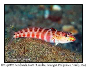 Red-spotted Sandperch