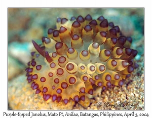 Purple-tipped Janolus
