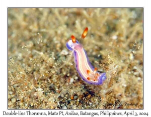 Double-lined Thorunna