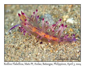 Redline Flabellina