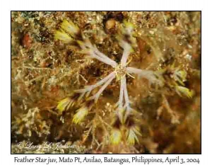 Feather Star juvenile