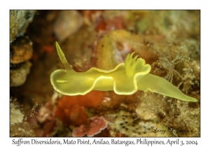 1131#0123 Diversidoris crocea - Saffron Diversidoris, Mato Pt, Anilao, Batangas, Philippines, Apr 3, 2004