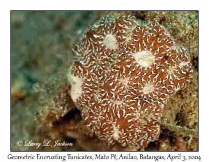 Geometric Encrusting Tunicates