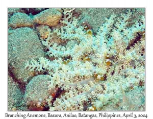 Branching Sea Anemone & Squat Shrimp
