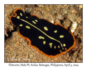 Flatworm