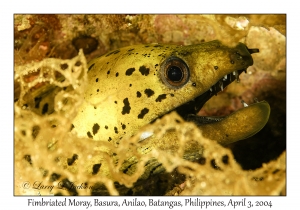 1132#0177 Gymnothorax fimbriatus - Fimbriated Moray, Basura, Anilao, Batangas, Philippines, Apr 3, 2004