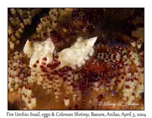 Fire Urchin Snails, eggs & Coleman Shrimp