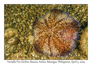 1132#0191 Asthenosoma varium - Variable Fire Urchin, Basura, Anilao, Batangas, Philippines, Apr 3, 2004