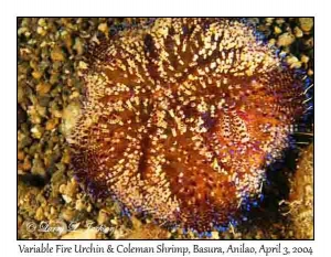 Variable Fire Urchin & Coleman Shrimp
