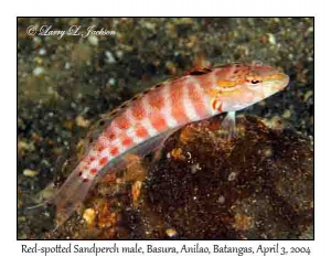 Red-spotted Sandperch male