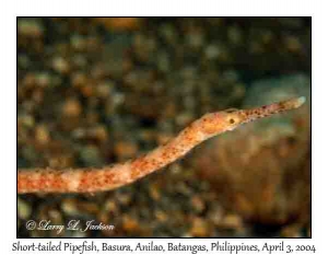 Short-tailed Pipefish