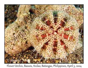 Flower Urchin