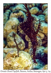 1132#0219 Solenostomus paradoxus - Ornate Ghost Pipefish pair, Basura, Anilao, Batangas, Philippines, Apr 3, 2004