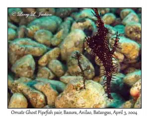 Ornate Ghost Pipefish pair