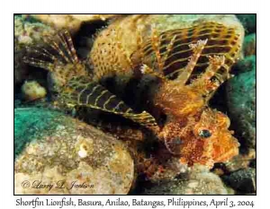 Shortfin Lionfish