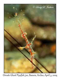 Ornate Ghost Pipefish juvenile