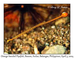 Orange-banded Pipefish