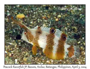 Peacock Razorfish, juvenile phase