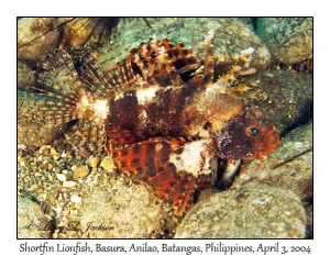 Shortfin Lionfish