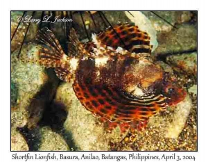 Shortfin Lionfish