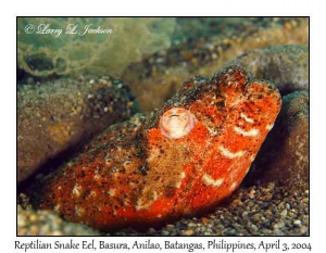 Reptilian Snake Eel