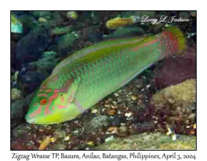 Zigzag Wrasse, terminal phase