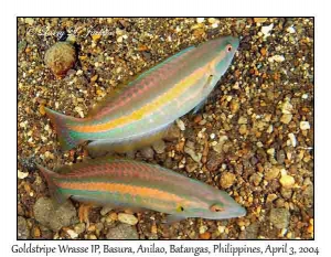 Goldstripe Wrasse, intermediate phase