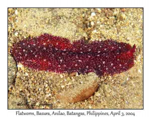 Flatworm