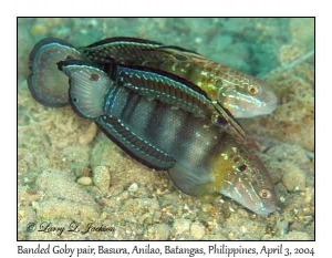 Banded Goby pair