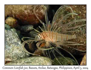 Common Lionfish, juvenile