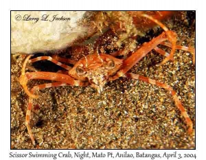 Scissor Swimming Crab @ night